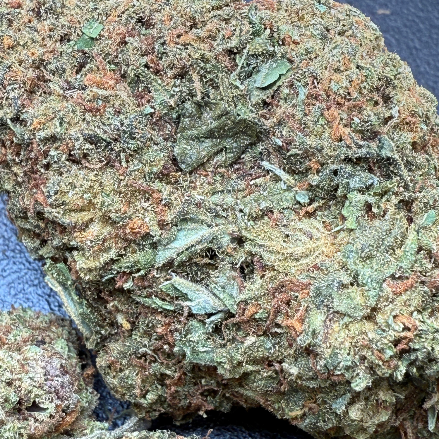 Critical Cheese Greenhouse Edición Mundialista