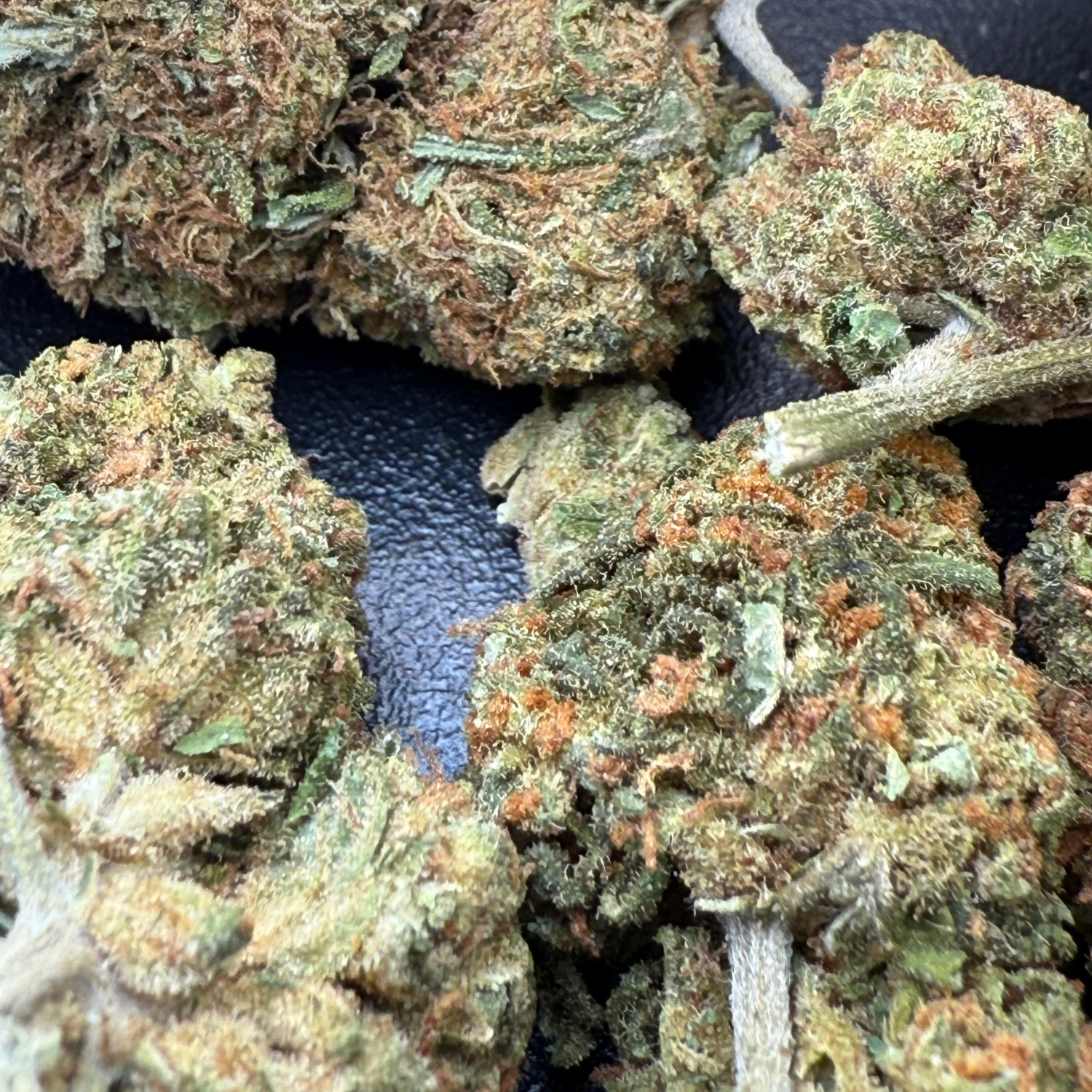 Critical Cheese Greenhouse Edición Mundialista