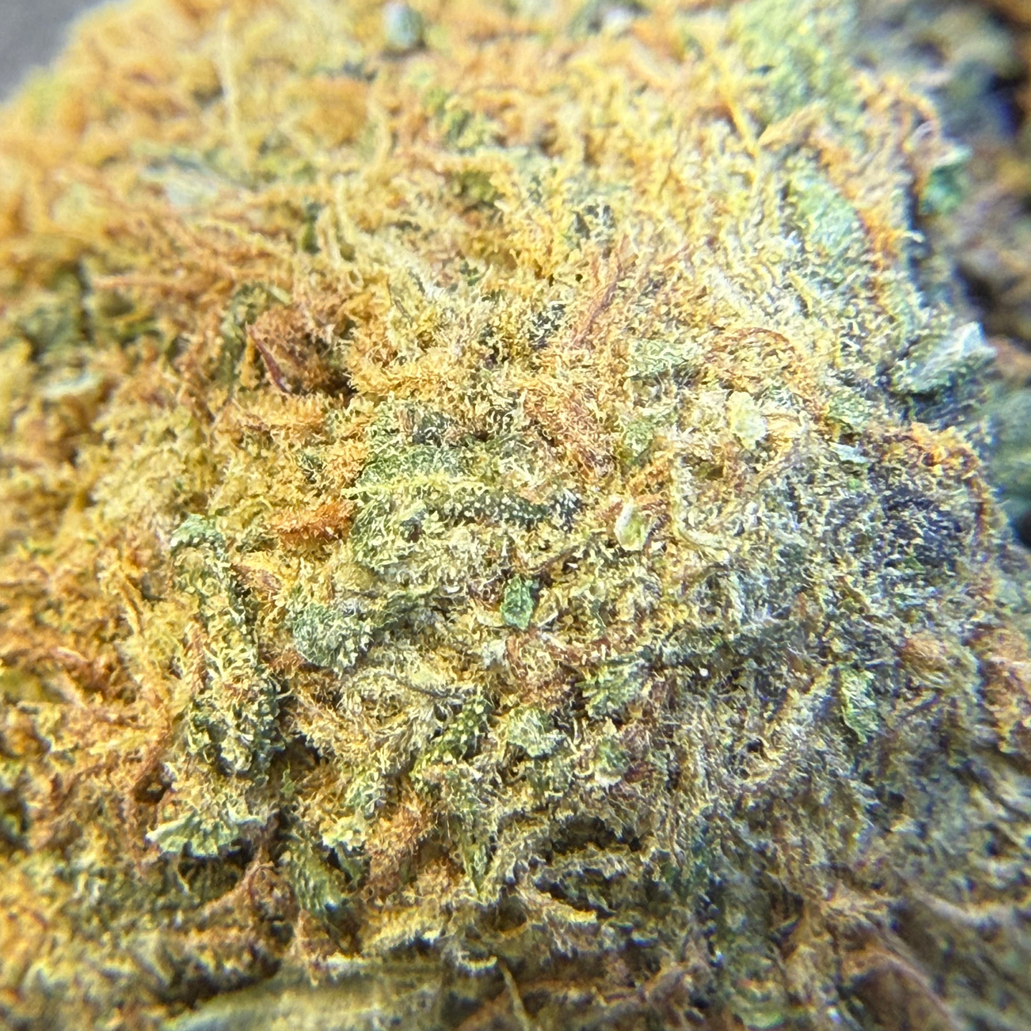 Critical Cheese Greenhouse Edición Mundialista