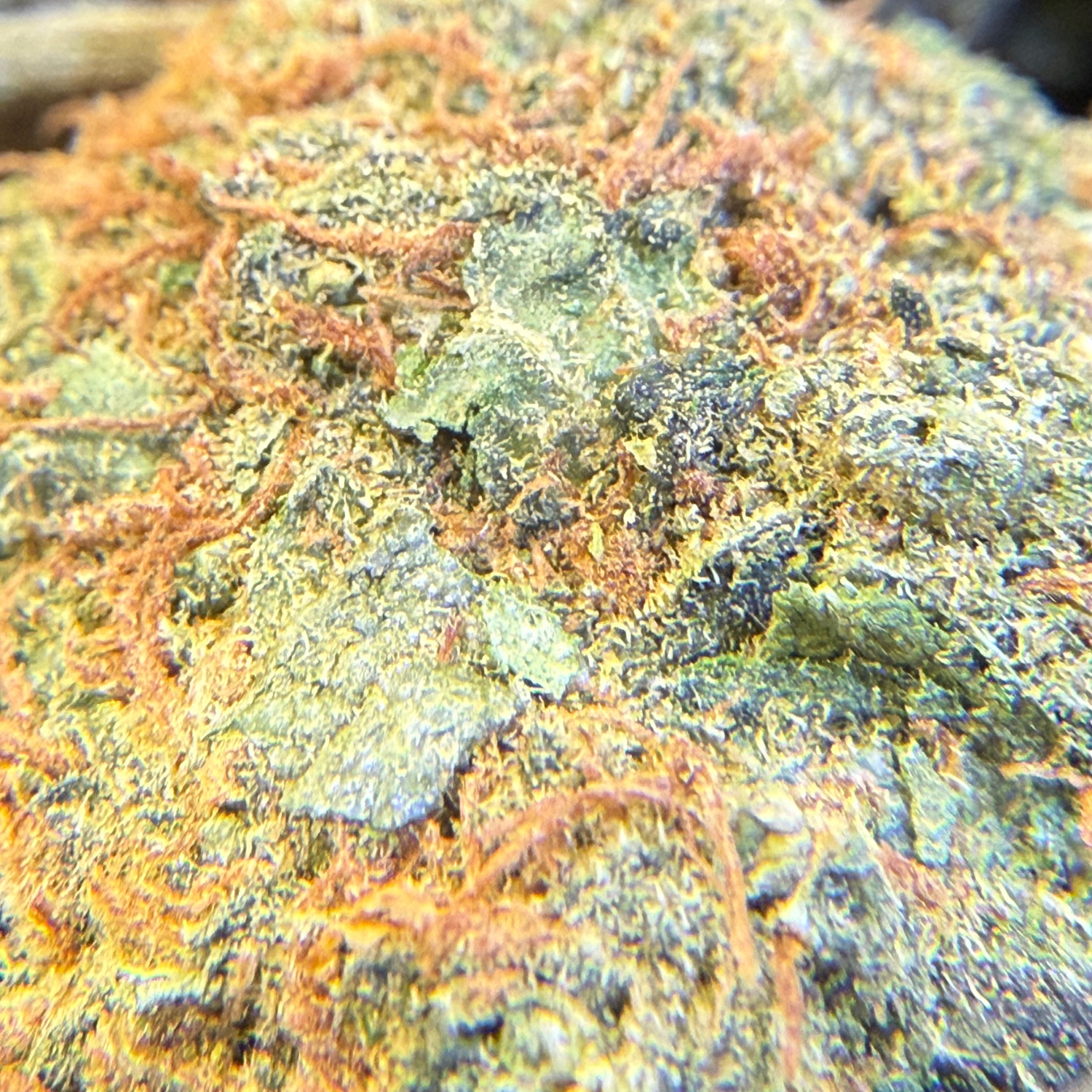 Critical Cheese Greenhouse Edición Mundialista