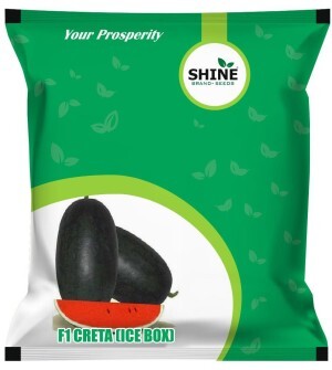 WaterMelon Creta Ice Box- Shine Brand Seeds
