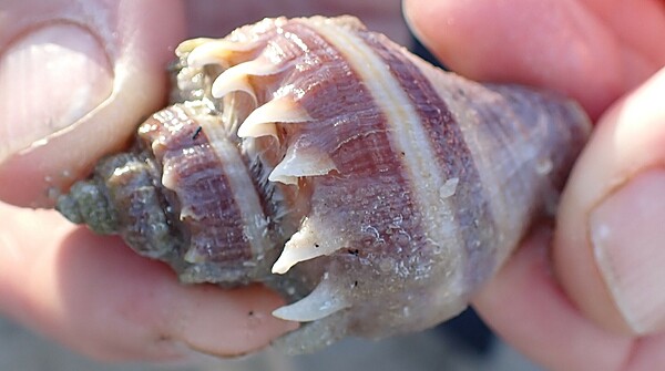 Crown Conch M
