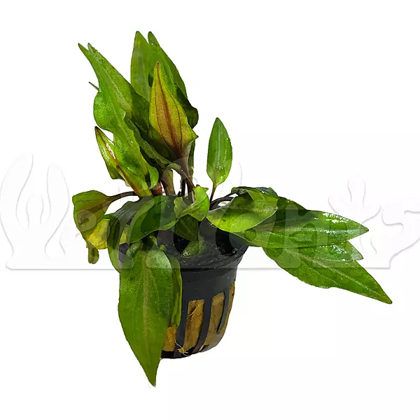 Crypt Undulata "Red" - Potted