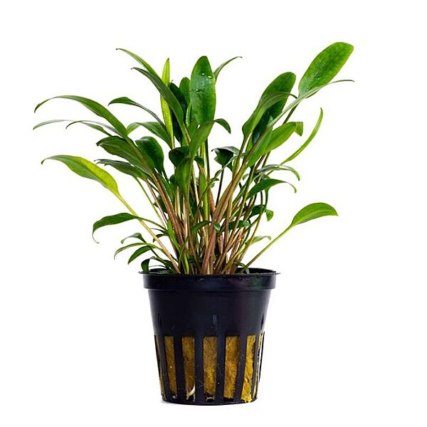 Crypt Lucens Potted