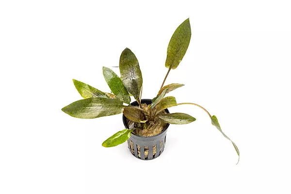 Crypt Wendtii Brown - Potted