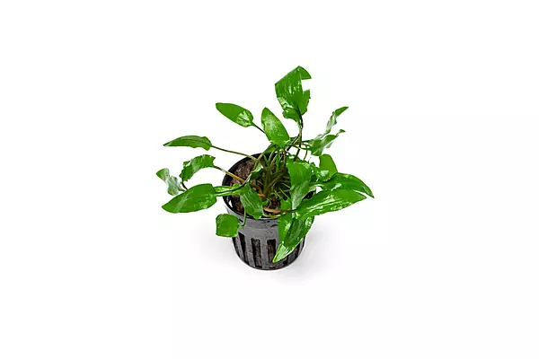 Crypt Wendtii Green Potted