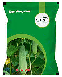 Cucumber Saloni F1 - Shine Brand Seeds (25 Gm) Cucumber Saloni F1 - Shine Brand Seeds (25 Gm)