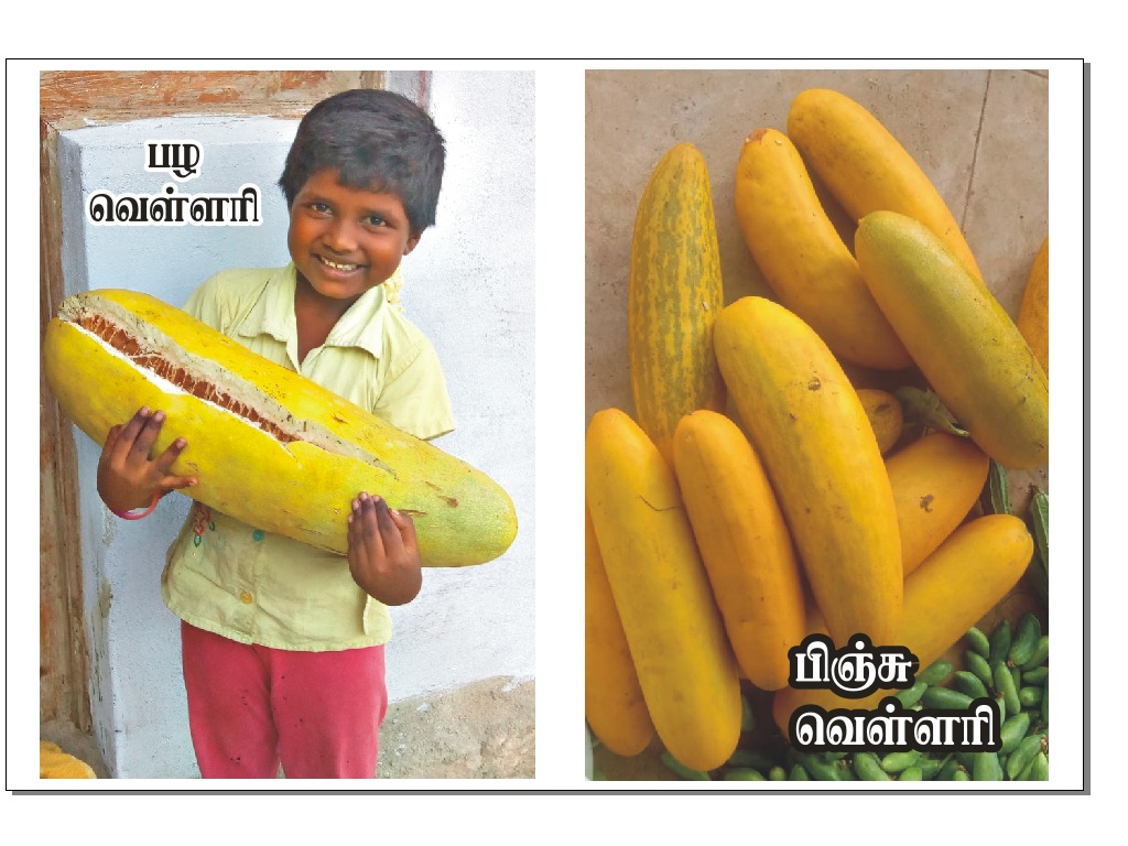 CUCUMBER | வெள்ளரி - பழம்