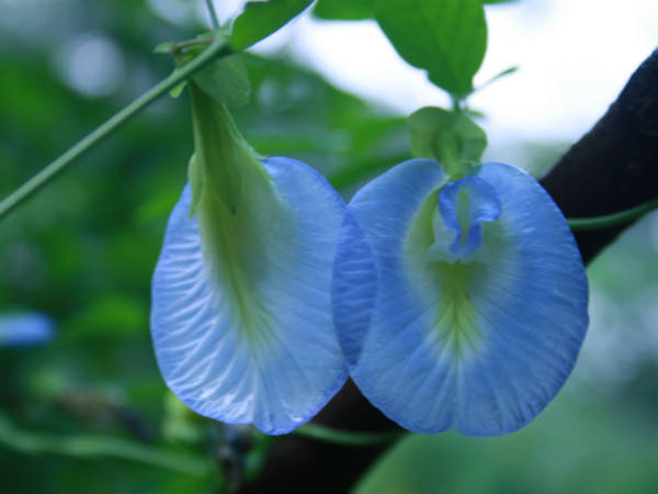 Blue Sangu Poo | ஊதா சங்கு பூ