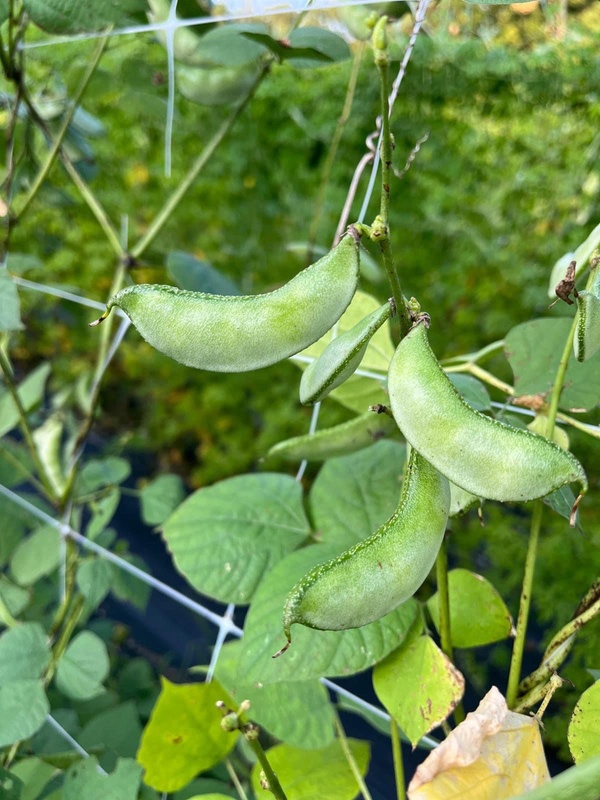 Chedi Hyacinth Beans  | செடி மொச்சை