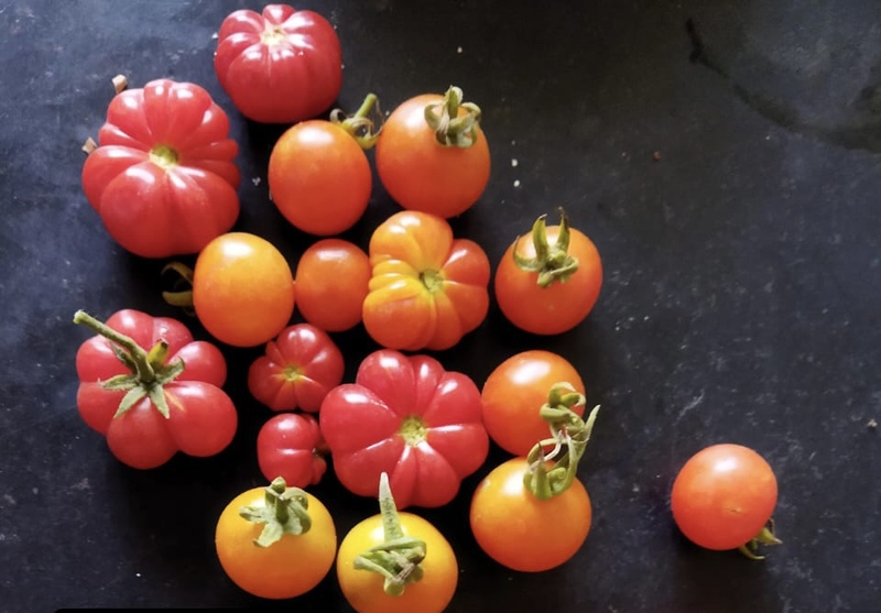 Kashi Tomotto ( காசி தக்காளி )