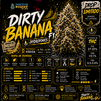 Dirty Banana F1 Indoor Hidropónica