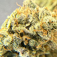 Dirty Banana F1 Indoor Hidropónica