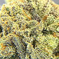 Dirty Banana F1 Indoor Hidropónica