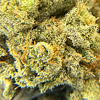 Dirty Banana F1 Indoor Hidropónica