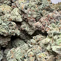 Dirty Banana F1 Indoor Hidropónica