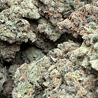 Dirty Banana F1 Indoor Hidropónica