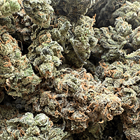 Dirty Banana F1 Indoor Hidropónica