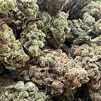 Dirty Banana F1 Indoor Hidropónica