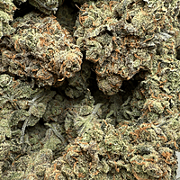 Dirty Banana F1 Indoor Hidropónica