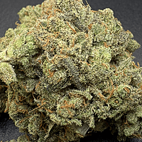 Dirty Banana F1 Indoor Hidropónica