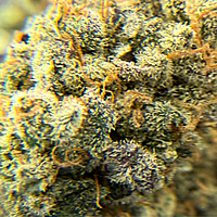 Dirty Banana F1 Indoor Hidropónica
