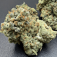 Dirty Banana F1 Indoor Hidropónica