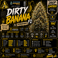 Dr. Nugget Dirty Banana F2 THC Flor