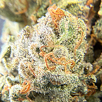 Dirty Banana F2 Indoor Hidropónica