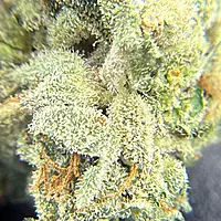 Dirty Banana F2 Indoor Hidropónica