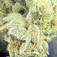 Dirty Banana F2 Indoor Hidropónica