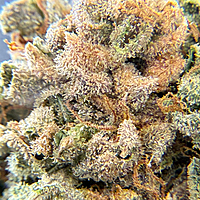 Dirty Banana F2 Indoor Hidropónica