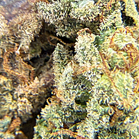 Dirty Banana F2 Indoor Hidropónica