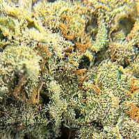 Dirty Banana F2 Indoor Hidropónica