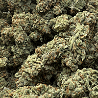 Dirty Banana F2 Indoor Hidropónica
