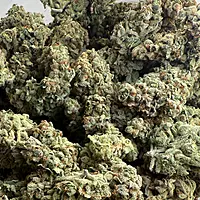 Dirty Banana F2 Indoor Hidropónica