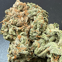 Dirty Banana F2 Indoor Hidropónica