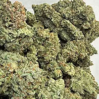 Dirty Banana F2 Indoor Hidropónica