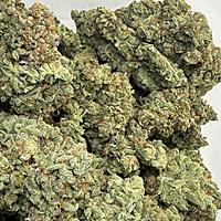 Dirty Banana F2 Indoor Hidropónica