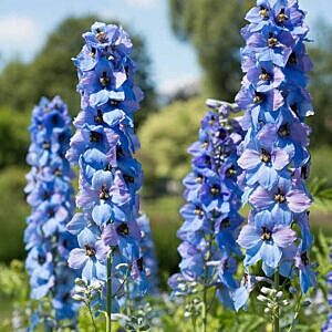 ROYAL ASPIRATIONS DELPHINIUM (DELPHINIUM NEW MILLENNIUM 'ROYAL ASPIRATIONS')