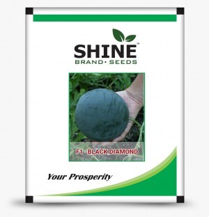 WaterMelon Black Diamond- Shine Brand Seeds