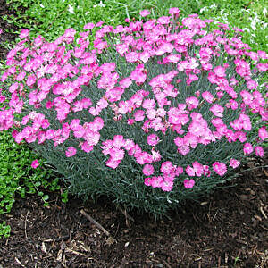 FIREWITCH DIANTHUS (DIANTHUS GRATIANAPOLITANUS 'FIREWITCH')