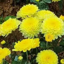 Sevanthi | செவ்வந்தி