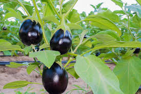 கருப்பு கத்தரி | Black Brinjal