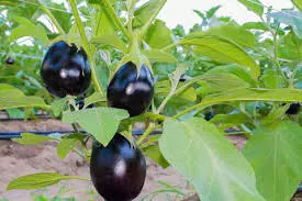 கருப்பு கத்தரி | Black Brinjal