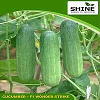 Cucumber Wonder Strike F1 - Shine Brand Seeds (25 Gm)