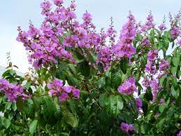 Poo Maruthu ( பூ மருது  )