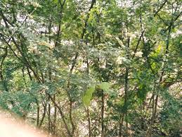 PARAMBAI MUL (பரம்பை முள்)