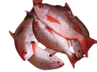 Snapper Fish=WITH OPTIONS