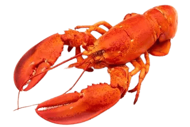 Lobster=WITH OPTIONS